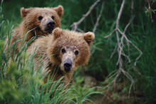 Two Grizzly Bear Cubs (Ursus Arctos Horribilis) Peer Out From Behind A Clump Of Grass, Katmai National Park, Alaska, USA; Alaska, United States Of America