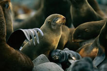 Northern Fur Seal (Callorhinus Alascanus) And Pup; St. Paul Island, Pribilof Islands, Alaska, United States Of America
