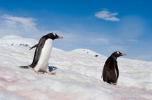 Two Gentoo Penguins (Pygoscelis Papua) On Danco Island, Antarctica; Antarctic Peninsula, Antarctica