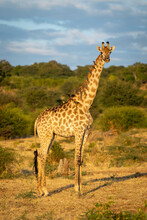 Portrait Of A Southern Giraffe (Giraffa Giraffa) Standing On The Savanna Watching Camera With Oxpeckers (Buphagus) On Back; Chobe National Park, Botswana