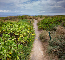 Scenic View Through A Footpath To The Beach With Green Shrubs And Grasses In West Maui; Maui, Hawaii, United States Of America
