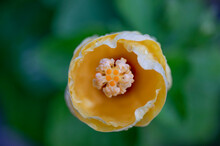 Close-up Of The Inside Of A Yellow Hibiscus (Hibiscus Brackenridgei) Flower Bud In Kihei; Maui, Hawaii, United States Of America