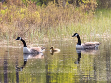 Country Goose Family Swimming With There Chicken