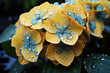  yellow blue hydrangea flowers with rain drops. Droplets Hydrangea flower blossom Blue Sky macrophylla, macro closeup.