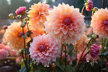 Perfect Dahlia Flowers With Water Drops