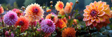 Colorful Dahlia Mix blooms with rain drops, in rustic garden in sunset background. Banner.