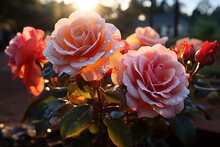 Wet Rose Flowers With Rain Drops In Rustic Garden In Sunset Light Background.

