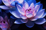 Fototapeta Kwiaty - Lotus flower close up