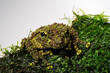 Vietnamese mossy frog // Vietnamesischer Moosfrosch (Theloderma corticale)