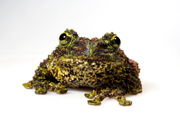 Sticker - Vietnamese mossy frog // Vietnamesischer Moosfrosch (Theloderma corticale)