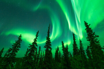 northern lights swirling over trees