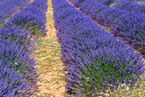 Fototapeta Lawenda - Looking for the smell of lavender