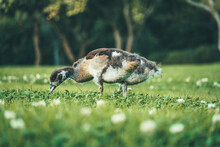 Baby Egyptian Goose Eating