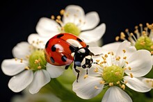 Ladybug On A White Flower On A Dark Background Close Up, A Beautiful Ladybug Sitting On A White Flower, AI Generated