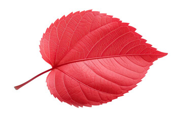 Wall Mural - dark red and purple autumn leaf cut out