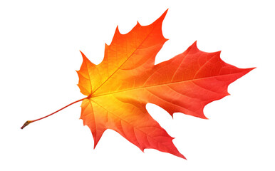 Wall Mural - vibrant yellow and red maple tree autumn leaf cut out