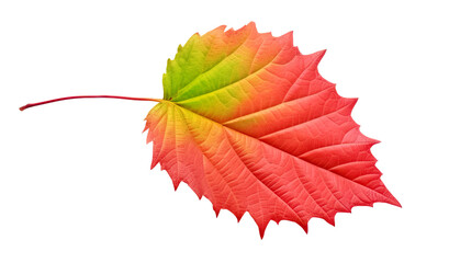 Wall Mural - vivid green and red autumn leaf cut out