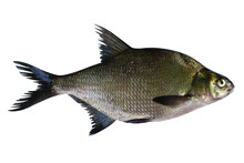 Abramis Live Fish Isolated On Transparent Background. Live Fish Object For Design.