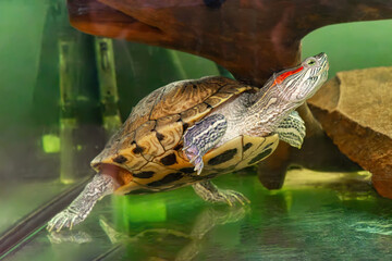 Domestic red eared turtle, Trachemys scripta in aquarium. Pond slider swimming in water. Famous fresh water tortoise for aquarium hobby. Aquatic organism, underwater life, aquarium pet