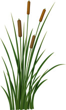 Realistic Reed, Sedge And Grass. Isolated 3d Vector Plant Also Known As Phragmites, Is A Tall, Perennial Grass That Is Commonly Found In Wetlands And Along The Edges Of Ponds And Streams