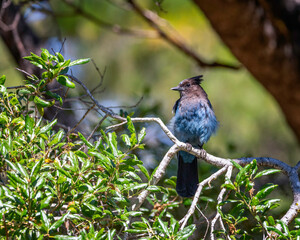 Close up of a Steller’s Jay (Cyanocitta stelleri) in Pfeiffer Big Sur State Park, in Big Sur, CA.