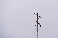 Birds On An Antenna