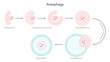 Autophagy degradation of the cell science vector illustration diagram 