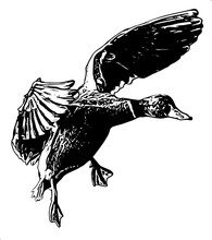 Silhouette Of A Duck Vector Illustration 