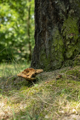 Sticker - An inedible mushroom growing next to a tree trunk.