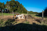 Fototapeta Desenie - Vacas peludas