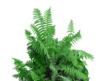 Tropical Plant Stone Rock Fern Bush Tree Isolated On White Background With Clipping Path.