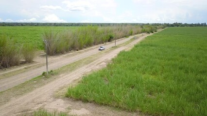 Wall Mural - sugarcane cultivation in northwestern Argentina