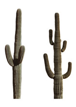 Cactus In The Desert Transparent For Asset