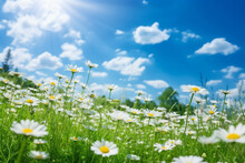 A Beautiful, Sun-drenched Spring Summer Meadow. Natural Colorful Panoramic Landscape With Many Wild Flowers Of Daisies Against Blue Sky. A Frame With Soft Selective Focus
