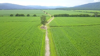 Wall Mural - sugarcane cultivation in northwestern Argentina