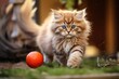 Adorable Persian cat of mixed breed engaging in playful activity with a ball. A mixed breed cat refers to the offspring of two distinct cat breeds or a combination of a purebred cat and a domestic cat
