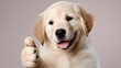 © BCFC - Pawsitive Vibes: Smiling Dog Giving Thumbs Up