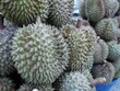 © SUCHART - Closed up nature durian, Thai famous fruit which have green thorn but good taste.