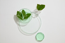 Transparent Podium In Round Shaped Arranged With A Beaker And Petri Dishes Of Green Tea Leaves And Fluid. Concept Scene Stage Showcase For Product Extracted From Green Tea (Camellia Sinensis)