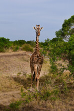 African Giraffe Grazing