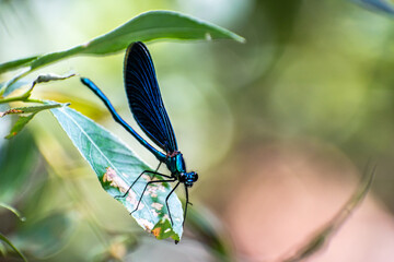 Wall Mural - dragonfly on a leaf