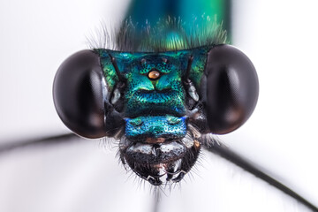 Wall Mural - close up of a dragonfly