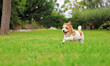 © TopMicrobialStock - A puppy or pet playing in a garden