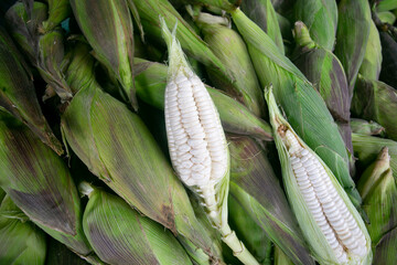 Wall Mural - Ears of corn at a stall in the central fruit and vegetable market in Cusco, Peru.