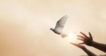 Praying Hands And White Dove Flying Happily On Blurred Background With Sunset , Hope And Freedom  Concept.