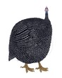 Fat guinea fowl on a white background 
