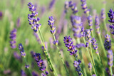 Fototapeta Lawenda - Beautiful blooming lavender growing in field, closeup. Space for text