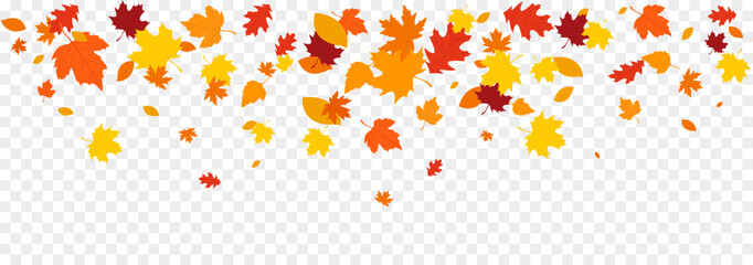 Wall Mural - Autumn falling leaves isolated on white background. Autumn maple and oak leaves.