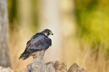 Wall Mural - A peregrine falcon sitting on the stone. Falco peregrinus in the nature habitat. nests in the national park czech switzerland