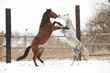 Two horses playing together in winter